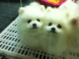 博美爆料新闻事件真相视频,揭秘新闻事件背后真相  第2张